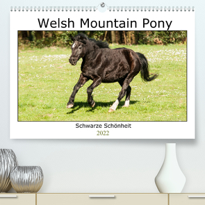 Welsh Mountain Pony – Schwarze Schönheit (Premium, hochwertiger DIN A2 Wandkalender 2022, Kunstdruck in Hochglanz) von Bölts,  Meike