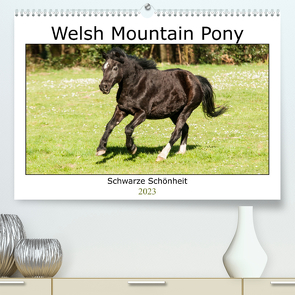 Welsh Mountain Pony – Schwarze Schönheit (Premium, hochwertiger DIN A2 Wandkalender 2023, Kunstdruck in Hochglanz) von Bölts,  Meike