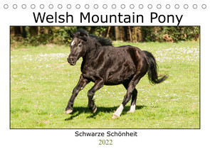 Welsh Mountain Pony – Schwarze Schönheit (Tischkalender 2022 DIN A5 quer) von Bölts,  Meike