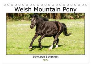 Welsh Mountain Pony – Schwarze Schönheit (Tischkalender 2024 DIN A5 quer), CALVENDO Monatskalender von Bölts,  Meike