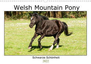 Welsh Mountain Pony – Schwarze Schönheit (Wandkalender 2022 DIN A3 quer) von Bölts,  Meike