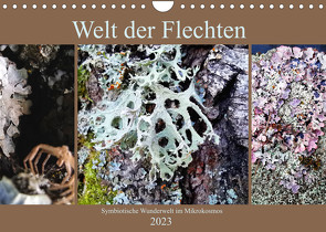 Welt der Flechten (Wandkalender 2023 DIN A4 quer) von Weis,  Stefan