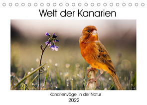 Welt der Kanarien (Tischkalender 2022 DIN A5 quer) von AkremaFotoArt