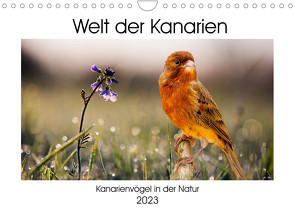 Welt der Kanarien (Wandkalender 2023 DIN A4 quer) von AkremaFotoArt