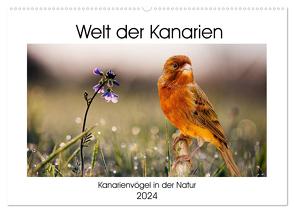 Welt der Kanarien (Wandkalender 2024 DIN A2 quer), CALVENDO Monatskalender von AkremaFotoArt,  AkremaFotoArt