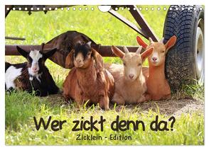 Wer zickt denn da? – Zicklein-Edition (Wandkalender 2024 DIN A4 quer), CALVENDO Monatskalender von Löwer,  Sabine