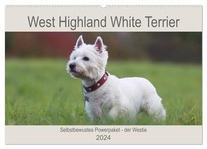 West Highland White Terrier – Selbstbewustes Powerpaket – der Westie (Wandkalender 2024 DIN A2 quer), CALVENDO Monatskalender von Mielewczyk,  Barbara