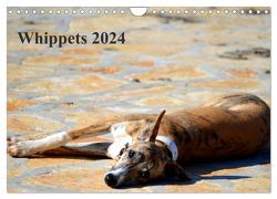 Whippet 2024 (Wandkalender 2024 DIN A4 quer), CALVENDO Monatskalender von Redl,  Ula