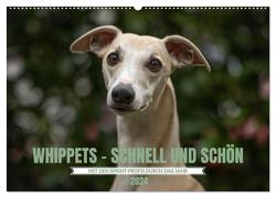 WHIPPETS – SCHNELL UND SCHÖN (Wandkalender 2024 DIN A2 quer), CALVENDO Monatskalender von Kassat Fotografie,  Nicola