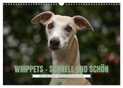 WHIPPETS – SCHNELL UND SCHÖN (Wandkalender 2024 DIN A3 quer), CALVENDO Monatskalender von Kassat Fotografie,  Nicola