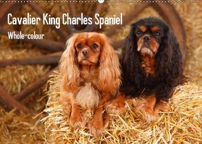 Whole-colour Cavalier King Charles Spaniel (Wandkalender 2019 DIN A2 quer) von Wegner,  Petra