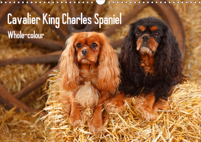 Whole-colour Cavalier King Charles Spaniel (Wandkalender 2020 DIN A3 quer) von Wegner,  Petra