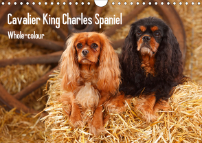 Whole-colour Cavalier King Charles Spaniel (Wandkalender 2020 DIN A4 quer) von Wegner,  Petra