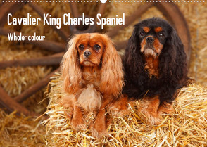 Whole-colour Cavalier King Charles Spaniel (Wandkalender 2022 DIN A2 quer) von Wegner,  Petra