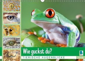 Wie guckst du? Tierische Augenblicke (Wandkalender 2018 DIN A3 quer) von CALVENDO
