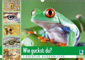 Wie guckst du? Tierische Augenblicke (Wandkalender 2019 DIN A3 quer) von CALVENDO