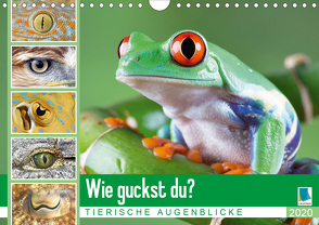 Wie guckst du? Tierische Augenblicke (Wandkalender 2020 DIN A4 quer) von CALVENDO