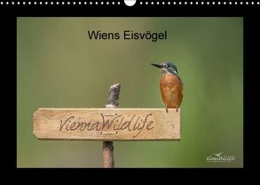 Wiens Eisvögel (Wandkalender 2018 DIN A3 quer) von Wildlife/Karl Leitner,  Vienna