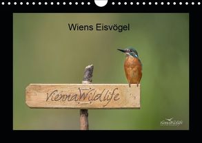 Wiens Eisvögel (Wandkalender 2019 DIN A4 quer) von Wildlife/Karl Leitner,  Vienna