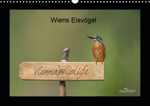 Wiens Eisvögel (Wandkalender 2021 DIN A3 quer) von Wildlife/Karl Leitner,  Vienna