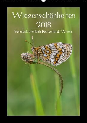 Wiesenschönheiten (Wandkalender 2018 DIN A2 hoch) von Birzer,  Christian