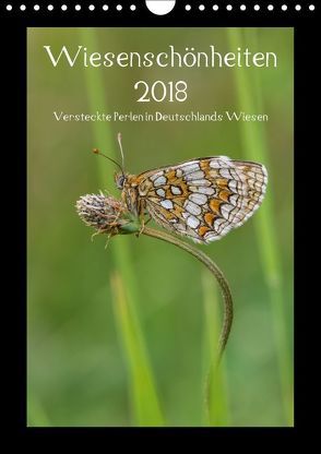 Wiesenschönheiten (Wandkalender 2018 DIN A4 hoch) von Birzer,  Christian