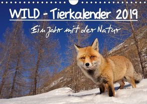 WILD – Tierkalender 2019 (Wandkalender 2019 DIN A4 quer) von Colombo,  Marco