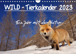 WILD – Tierkalender 2023 (Wandkalender 2023 DIN A4 quer) von Colombo,  Marco