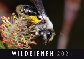 Wildbienen 2021 von Quelle & Meyer Verlag