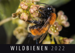 Wildbienen 2022 von Quelle & Meyer Verlag