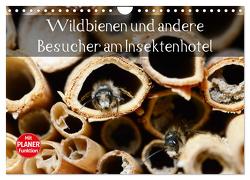 Wildbienen und andere Besucher am Insektenhotel (Wandkalender 2024 DIN A4 quer), CALVENDO Monatskalender von Frost,  Anja