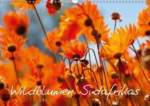 Wildblumen Südafrikas (Wandkalender 2018 DIN A3 quer) von Schütter,  Stefan