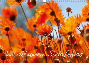 Wildblumen Südafrikas (Wandkalender 2019 DIN A3 quer) von Schütter,  Stefan