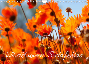 Wildblumen Südafrikas (Wandkalender 2022 DIN A4 quer) von Schütter,  Stefan