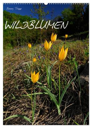 WILDBLUMEN (Wandkalender 2024 DIN A2 hoch), CALVENDO Monatskalender von Trapp,  Benny