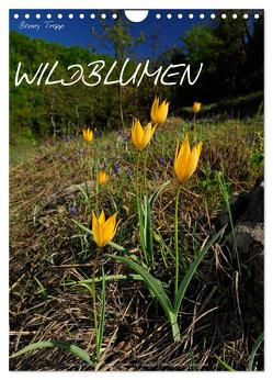 WILDBLUMEN (Wandkalender 2024 DIN A4 hoch), CALVENDO Monatskalender von Trapp,  Benny