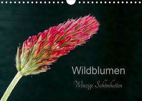 Wildblumen – winzige Schönheiten (Wandkalender 2020 DIN A4 quer) von Spies,  Harald