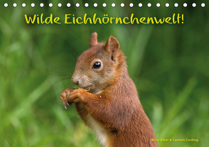 Wilde Eichhörnchenwelt! (Tischkalender 2021 DIN A5 quer) von Alber und Carsten Cording,  Birte