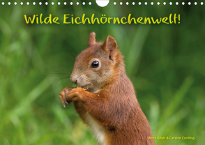 Wilde Eichhörnchenwelt! (Wandkalender 2021 DIN A4 quer) von Alber und Carsten Cording,  Birte