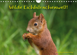 Wilde Eichhörnchenwelt! (Wandkalender 2022 DIN A4 quer) von Alber und Carsten Cording,  Birte
