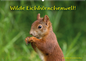 Wilde Eichhörnchenwelt! (Wandkalender 2023 DIN A2 quer) von Alber und Carsten Cording,  Birte