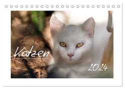 Wilde Hauskatzen (Tischkalender 2024 DIN A5 quer), CALVENDO Monatskalender von Frank,  Brigitte