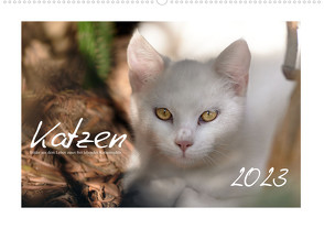 Wilde Hauskatzen (Wandkalender 2023 DIN A2 quer) von Frank,  Brigitte