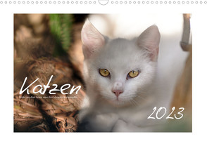 Wilde Hauskatzen (Wandkalender 2023 DIN A3 quer) von Frank,  Brigitte