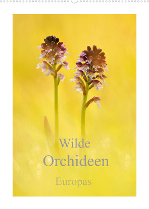 Wilde Orchideen Europas (Wandkalender 2022 DIN A2 hoch) von Kraschl,  Marion