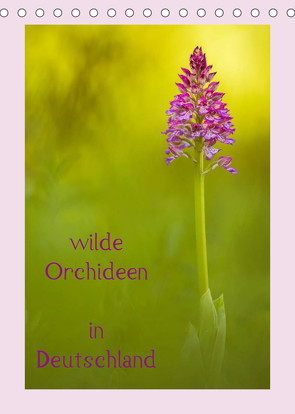 wilde Orchideen in Deutschland (Tischkalender 2023 DIN A5 hoch) von Beyer (Moqui),  Daniela