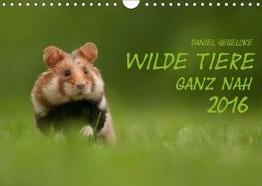 Wilde Tiere – Ganz nah (Wandkalender 2019 DIN A4 quer) von Segelcke,  Daniel