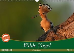 Wilde Vögel (Wandkalender 2018 DIN A3 quer) von Hilger,  Axel