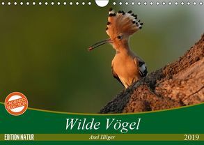 Wilde Vögel (Wandkalender 2019 DIN A4 quer) von Hilger,  Axel