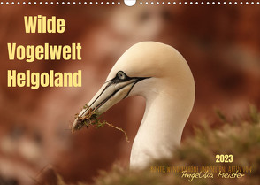 Wilde Vogelwelt Helgoland (Wandkalender 2023 DIN A3 quer) von Meister,  Angelika